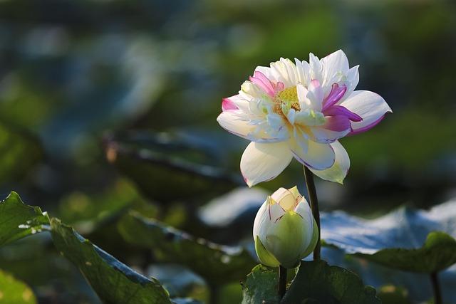 nom de domaine sécurisé guide avec l'IA